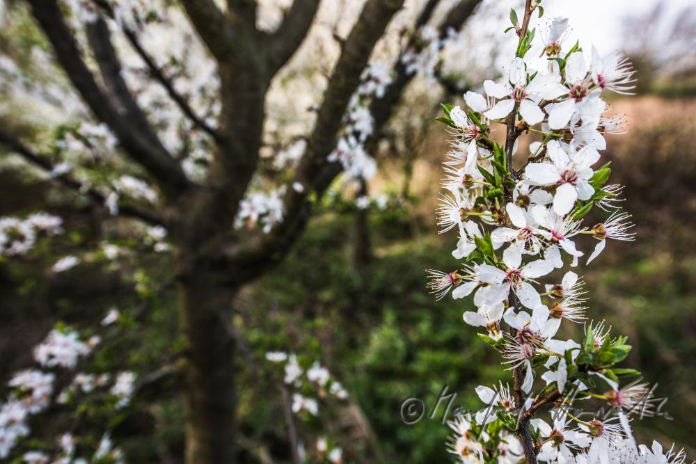 blooming cherry tree in the vineyard