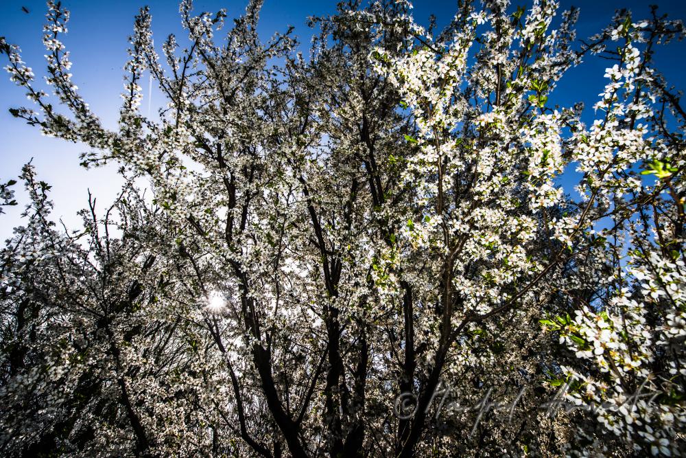 blooming cherry tree in the vineyard