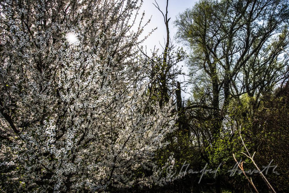 blooming cherry tree in the vineyard