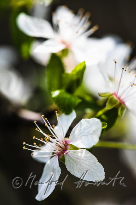blooming cherry tree in the vineyard
