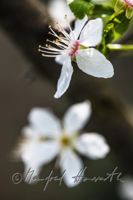 blooming cherry tree in the vineyard