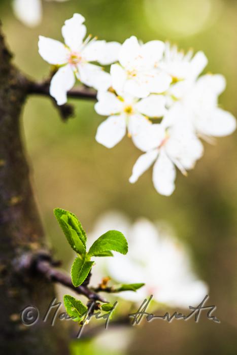 blooming cherry tree in the vineyard