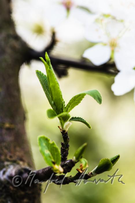 blooming cherry tree in the vineyard