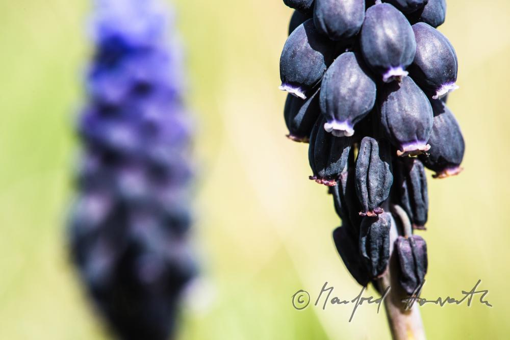 blooming Muscari in spring