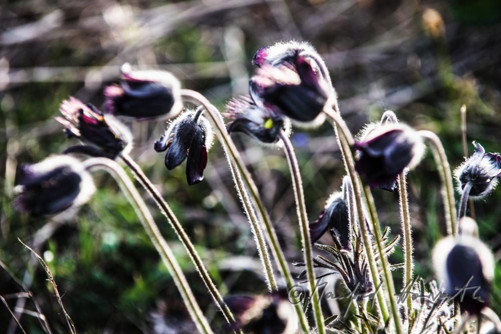 blooming Pulsatilla in spring