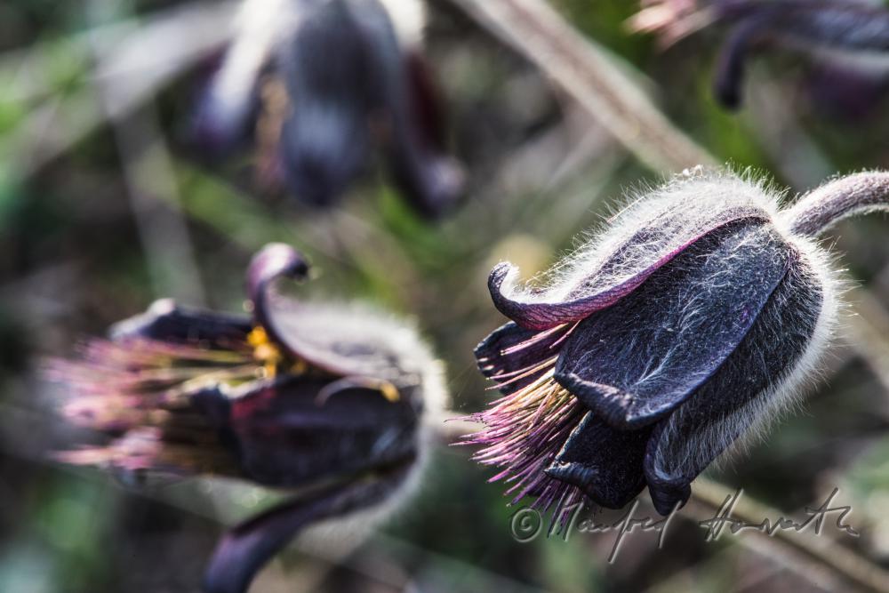 blooming Pulsatilla in spring