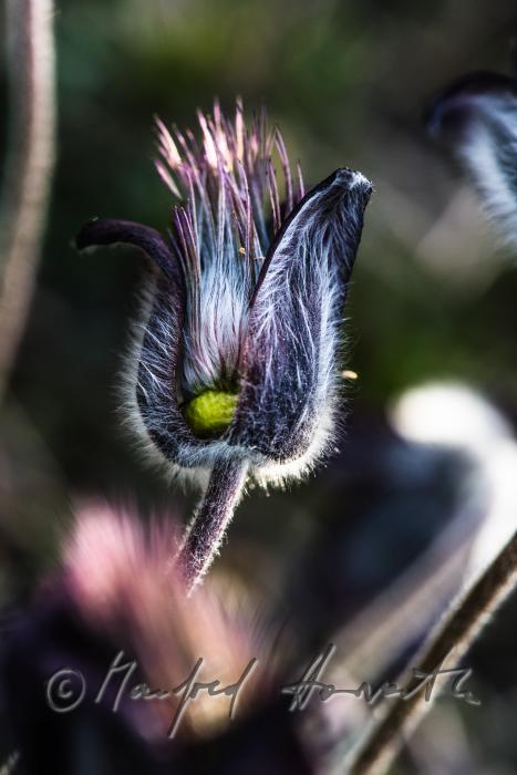blooming Pulsatilla in spring