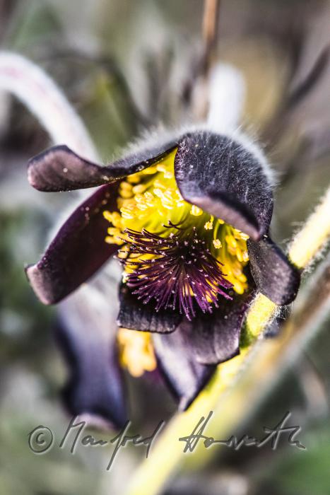 blooming Pulsatilla in spring
