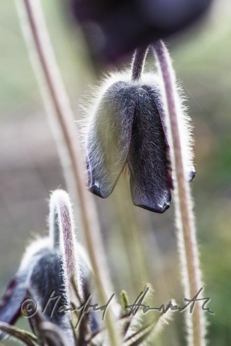 blooming Pulsatilla in spring