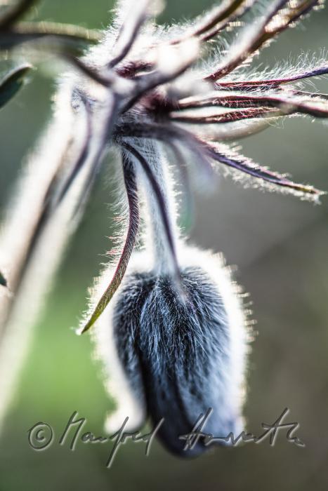 blooming Pulsatilla in spring