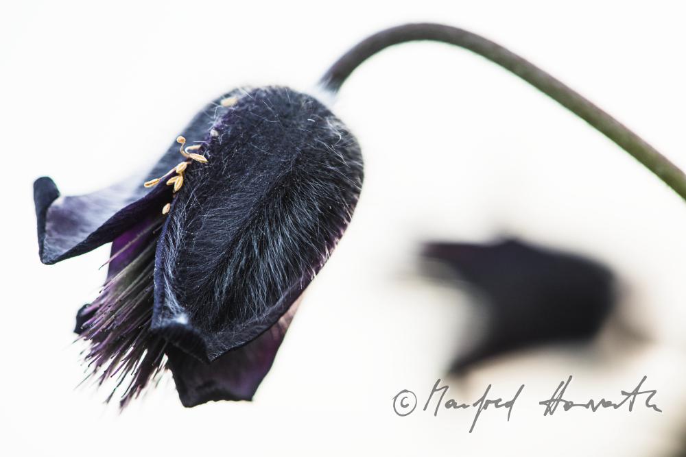 blooming Pulsatilla in spring