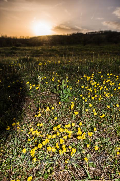 Ranunculus in the Naturschutzgebiet Thenau