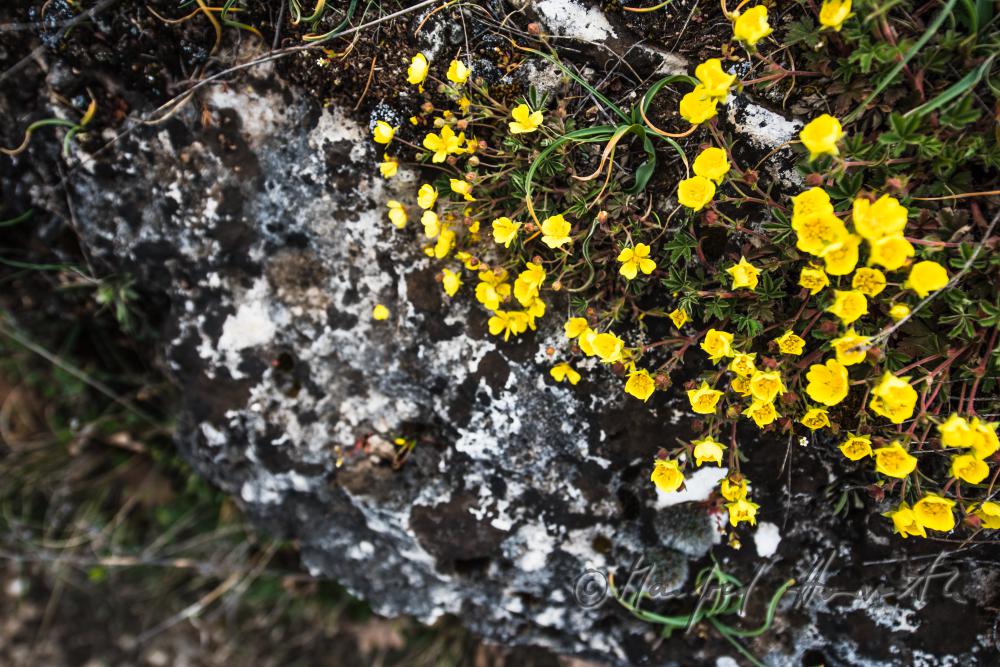 Ranunculus in the Naturschutzgebiet Thenau
