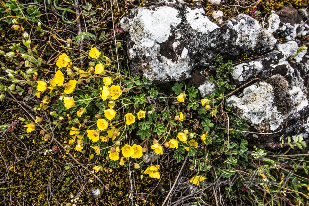 Ranunculus in the Naturschutzgebiet Thenau