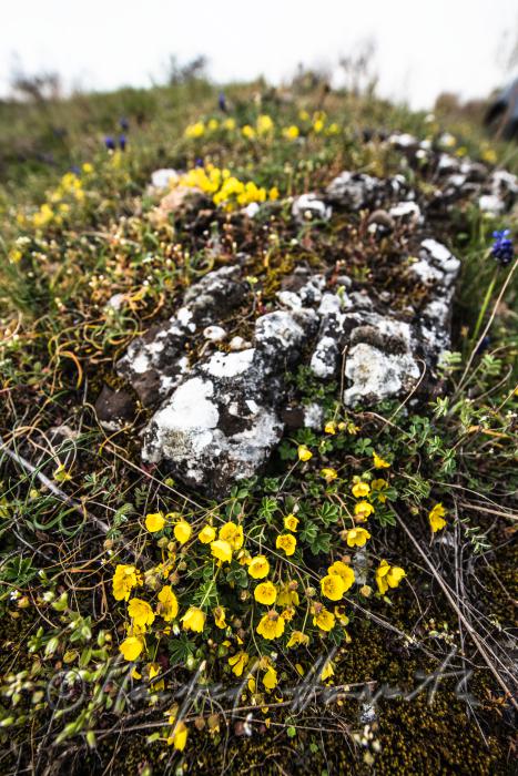 Ranunculus in the Naturschutzgebiet Thenau