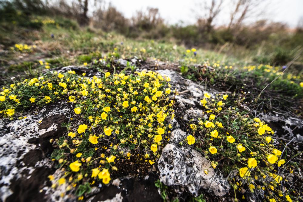 Ranunculus in the Naturschutzgebiet Thenau