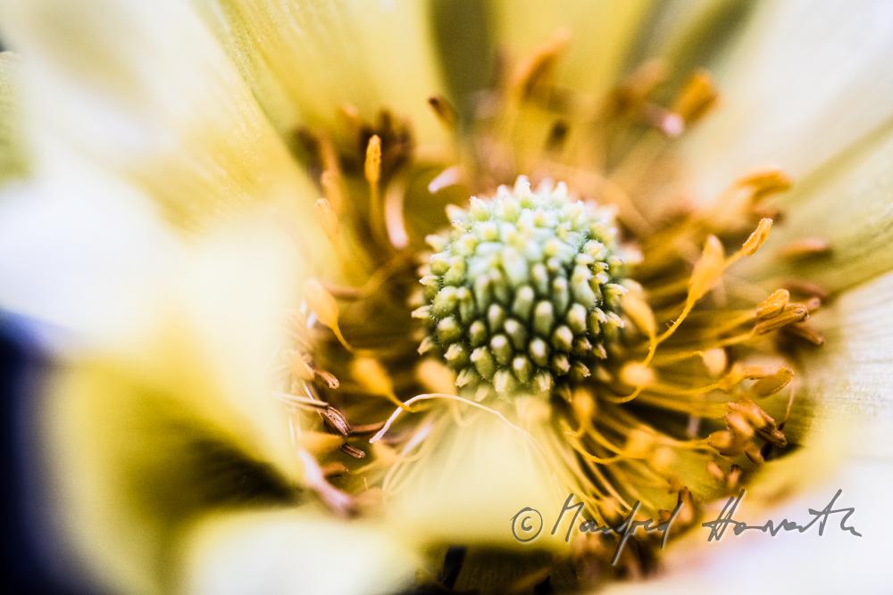 blooming Pulsatilla in spring