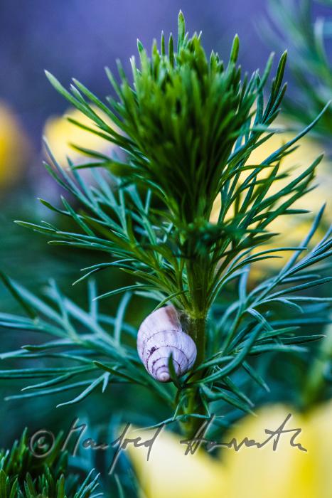 snail shell on an Adonis plant