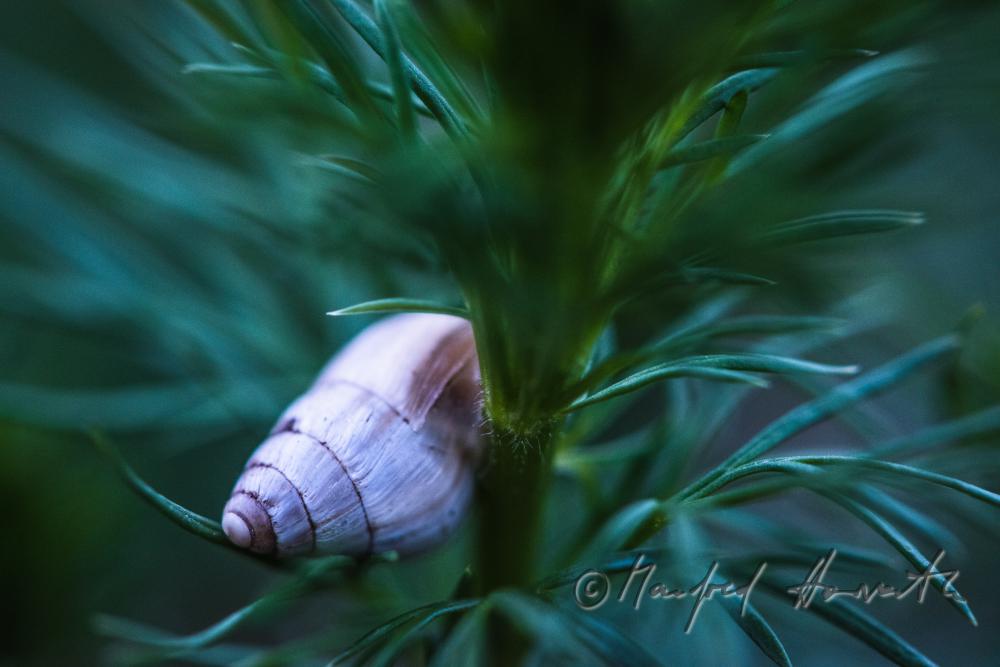 snail shell on an Adonis plant