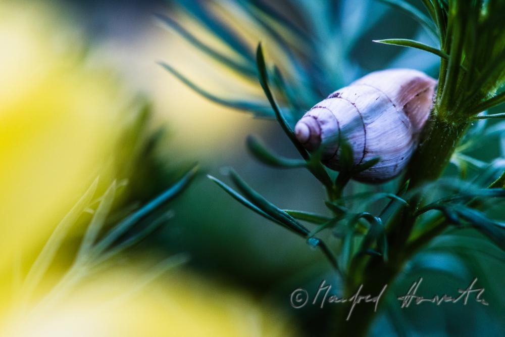 snail shell on an Adonis plant