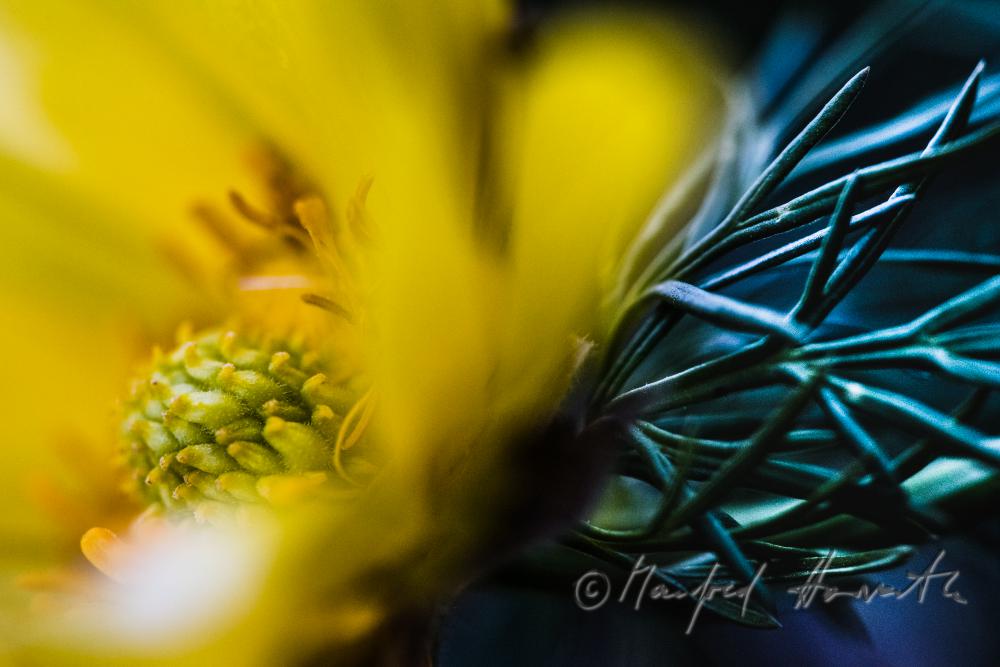 Adonis plant in the Naturschutzgebiet Thenau