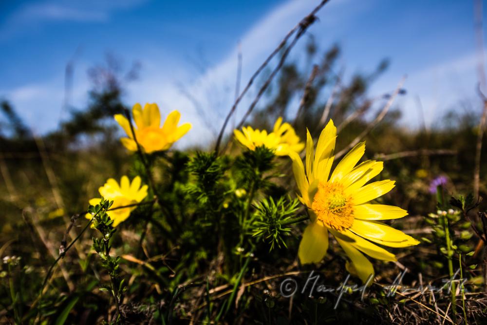 Adonis plant in the Naturschutzgebiet Thenau