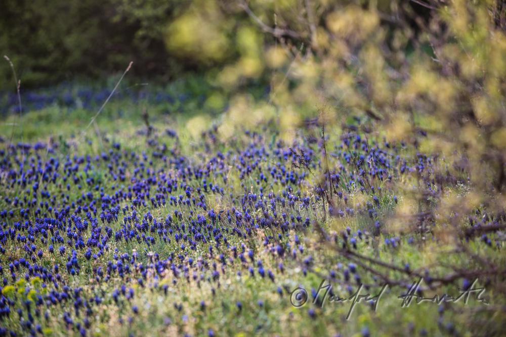 blooming Muscari in spring