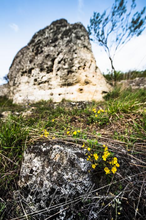 Ranunculus in the Naturschutzgebiet Thenau