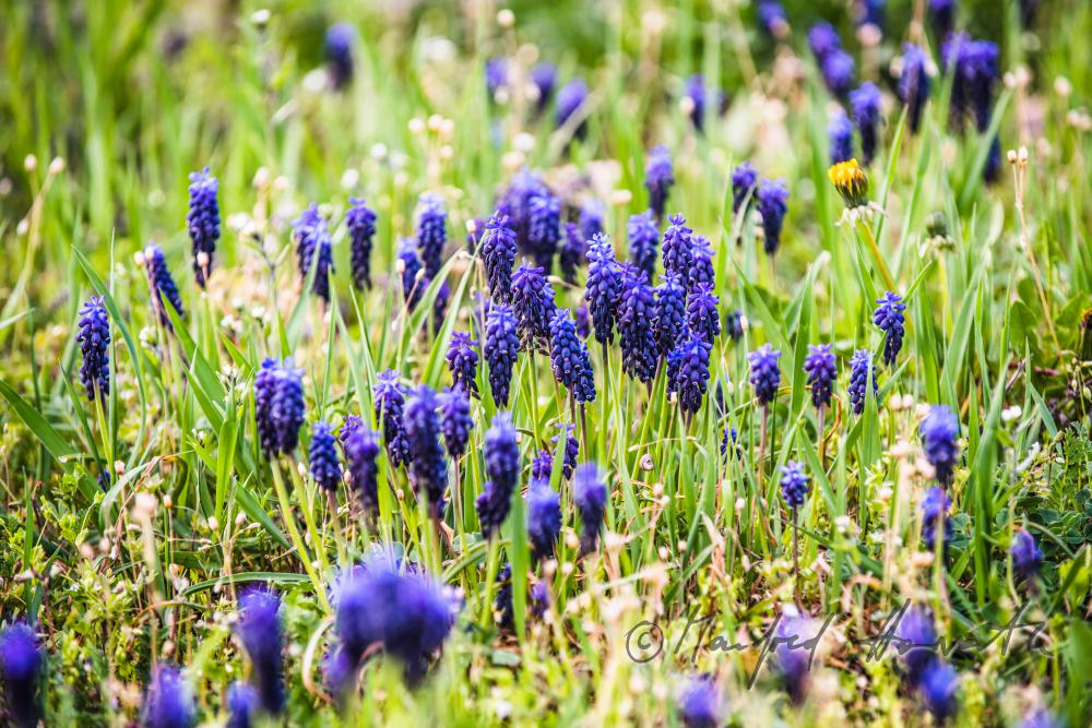 blooming Muscari in spring