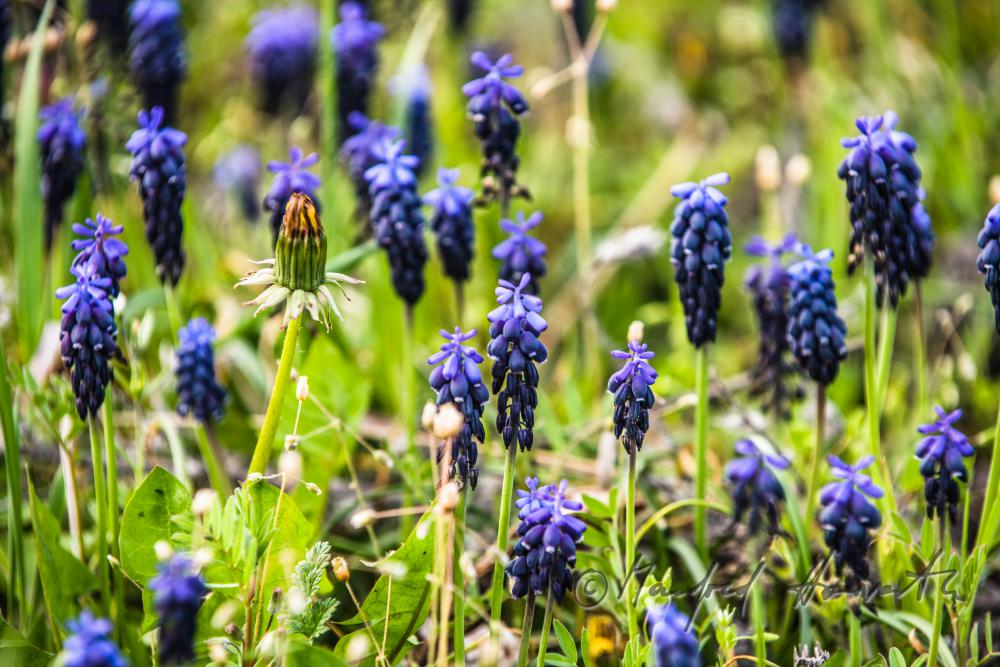 blooming Muscari in spring