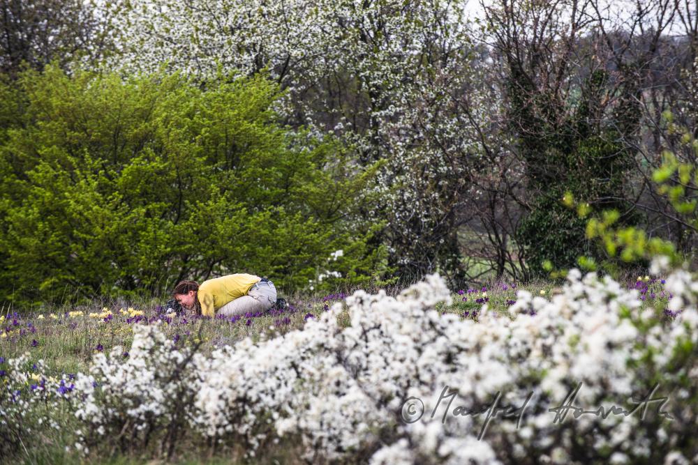 blooming irises in spring