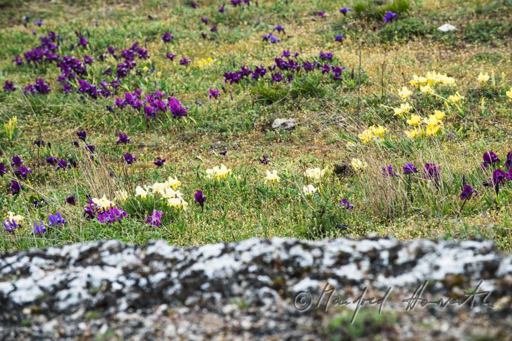blooming irises in spring