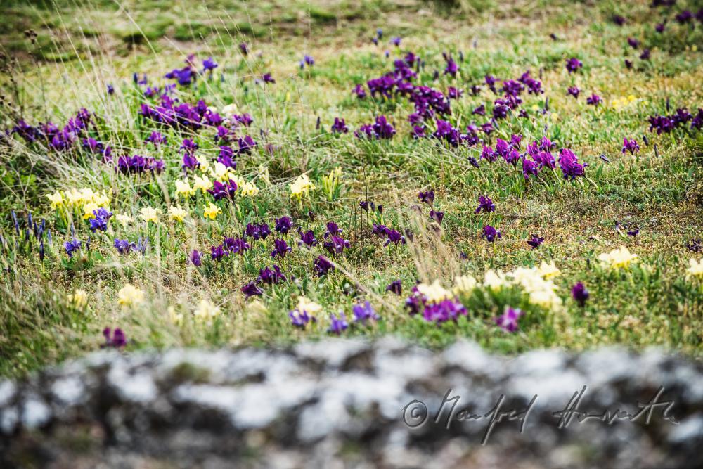 blooming irises in spring