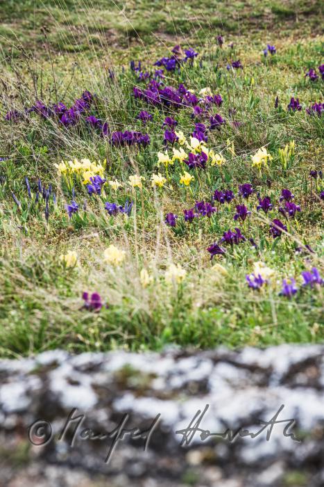 blooming irises in spring