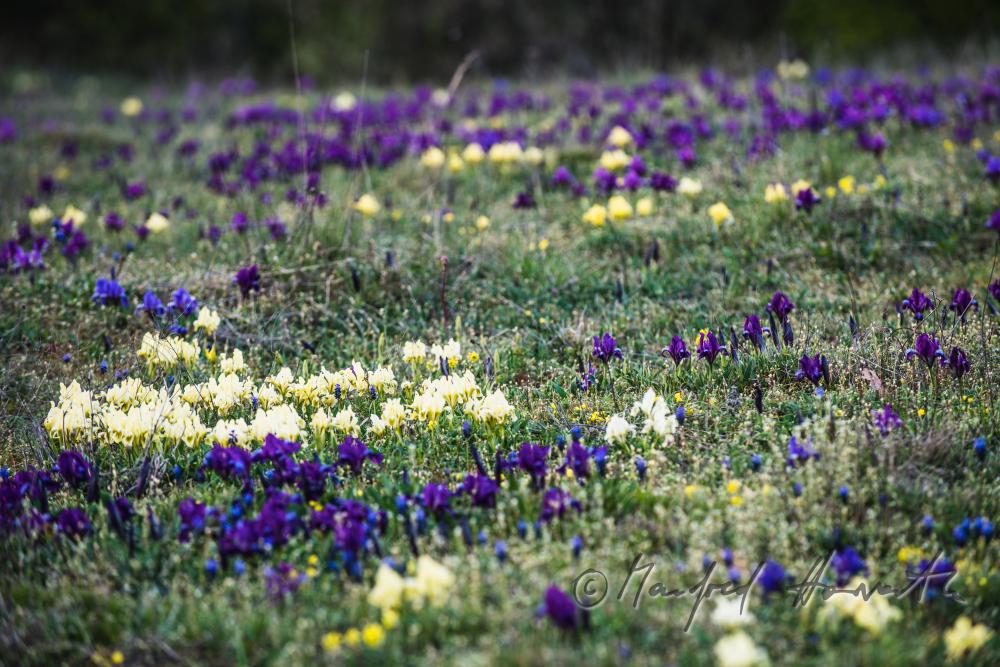 blooming irises in spring