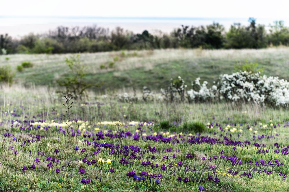 blooming irises in spring