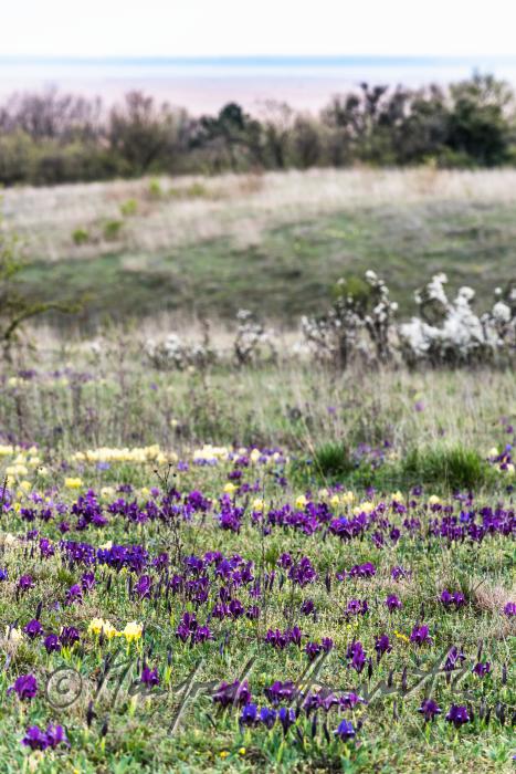 blooming irises in spring