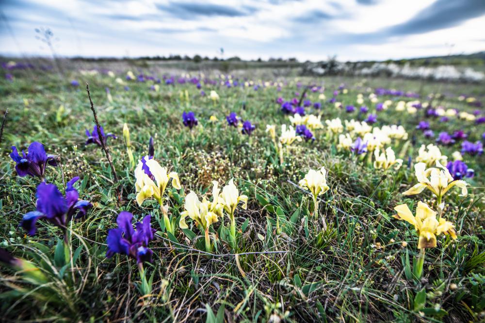 blooming irises in spring