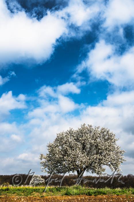 blooming cherry tree in the vineyard