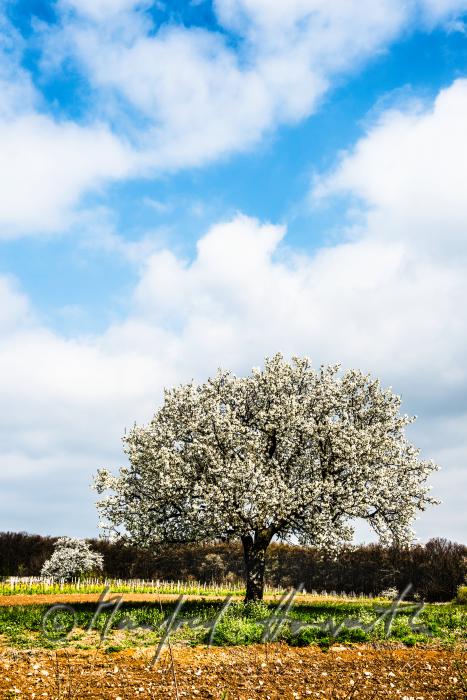 blooming cherry tree in the vineyard