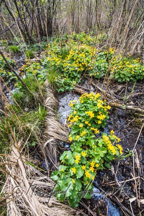 blooming marsh marigold in the creekbed of a forest glade