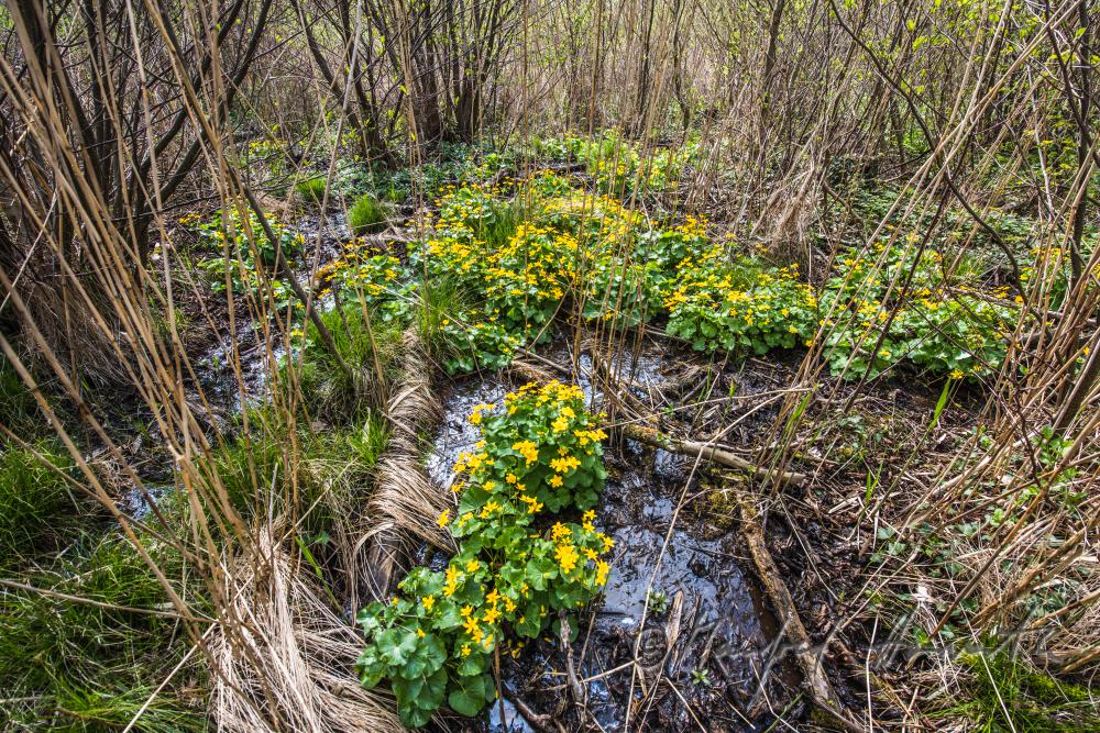 blooming marsh marigold in the creekbed of a forest glade