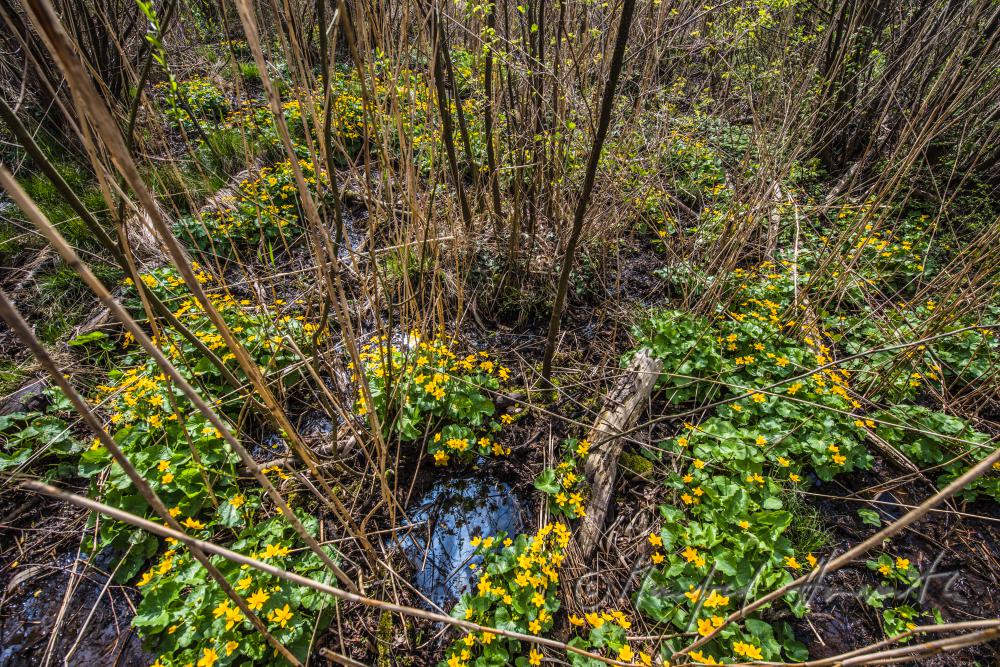 blooming marsh marigold in the creekbed of a forest glade