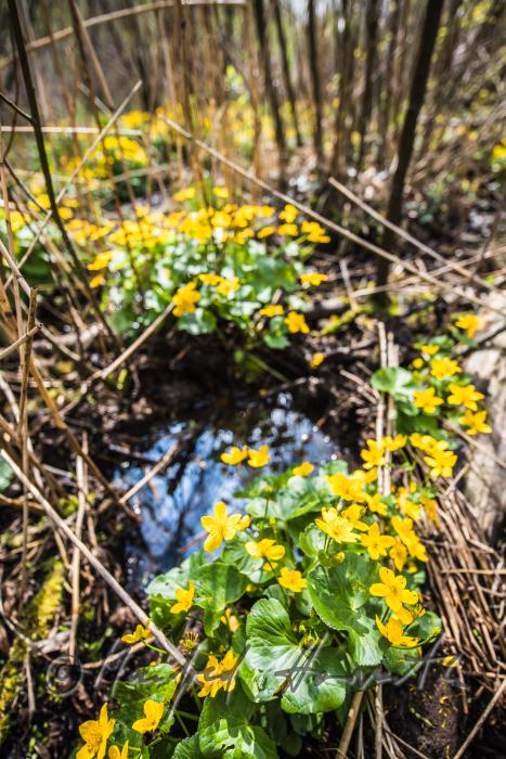 blooming marsh marigold in the creekbed of a forest glade