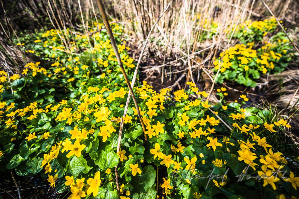 blooming marsh marigold in the creekbed of a forest glade
