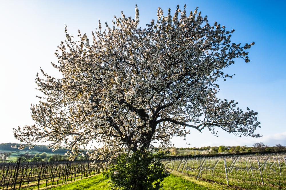blooming cherry tree in the vineyard