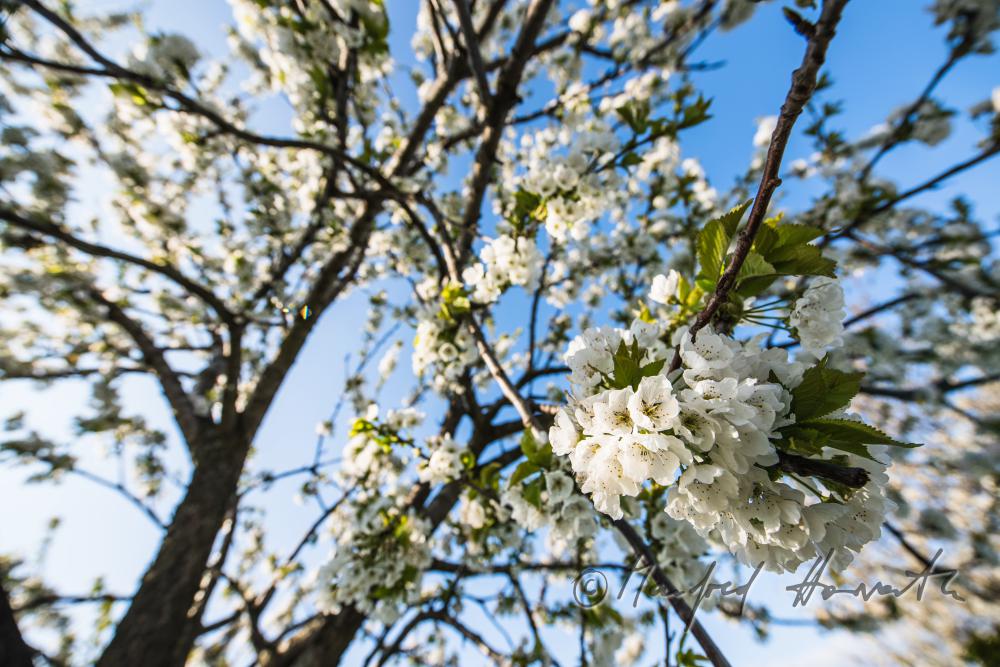 blooming cherry tree in the vineyard