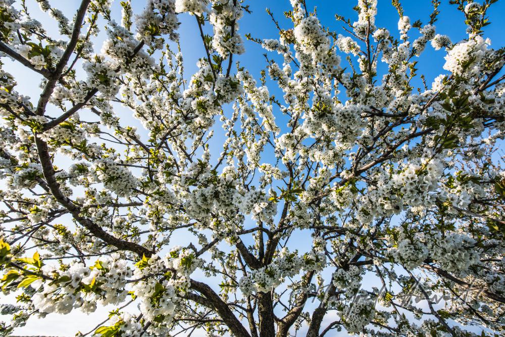 blooming cherry tree in the vineyard