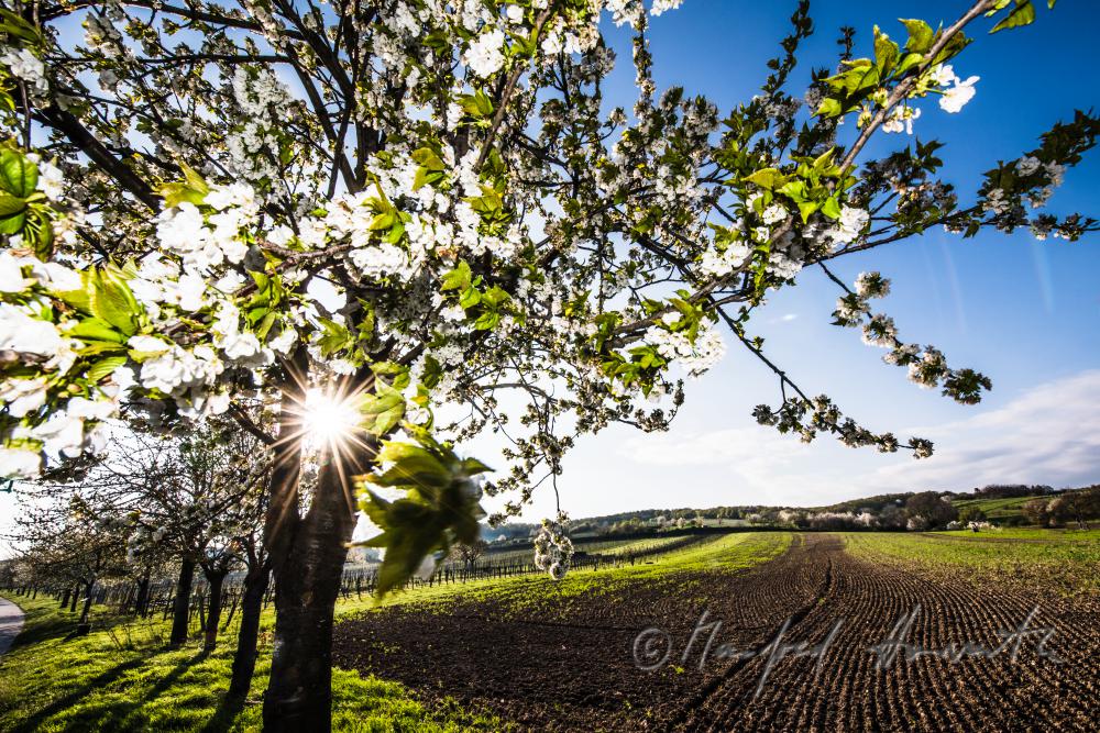 blooming cherry tree in the vineyard