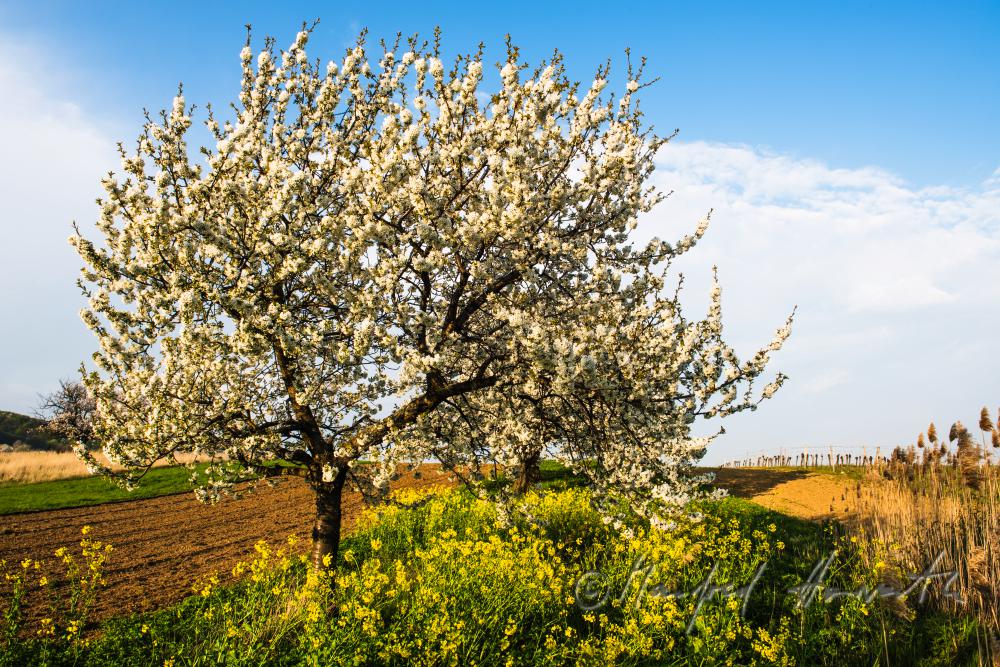 blooming cherry tree in the vineyard